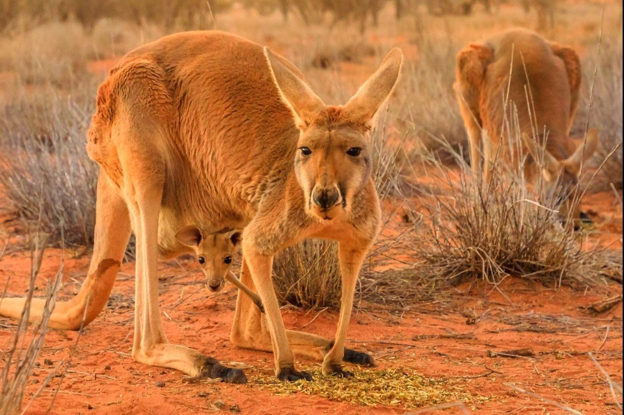 kangoeroe doodgeschoten