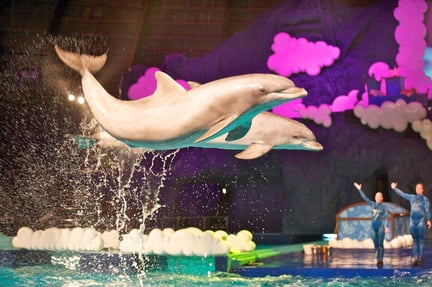 dolfijn met paarse achtergrond