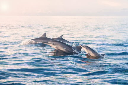Groep dolfijnen op open water