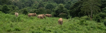 olifantenkudde in de olifantenopvang