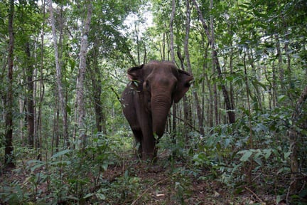 Vooraanzicht van een olifant in het bos