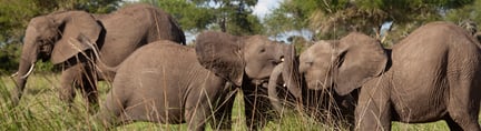 3 olifanten samen in natuur