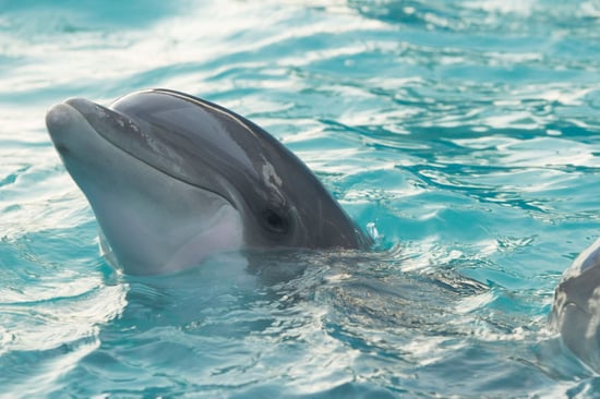 Dolfijnen kop uit water