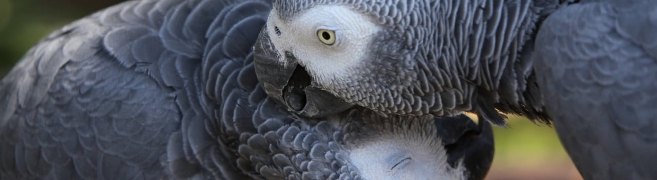 2 grijze papagaaien close-up in beeld.