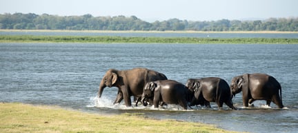Wild Asian elephants in a national park in Sri Lanka