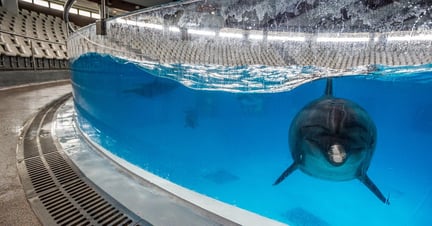 A captive dolphin sits in a shallow stadium tank, looking intently at the photographer.