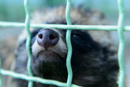 Raccoon dog in cage