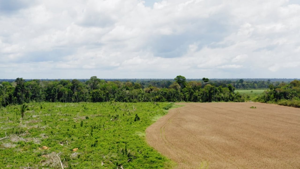 Grote stukken bos worden verwoest in Brazilie voor veevoerproductie