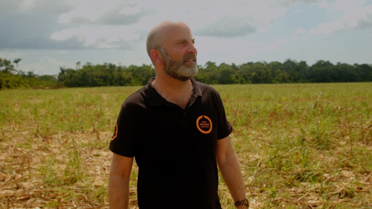 Dirk-Jan Verdonk van World Animal Protection reisde af naar ontboste gebieden in Brazilie