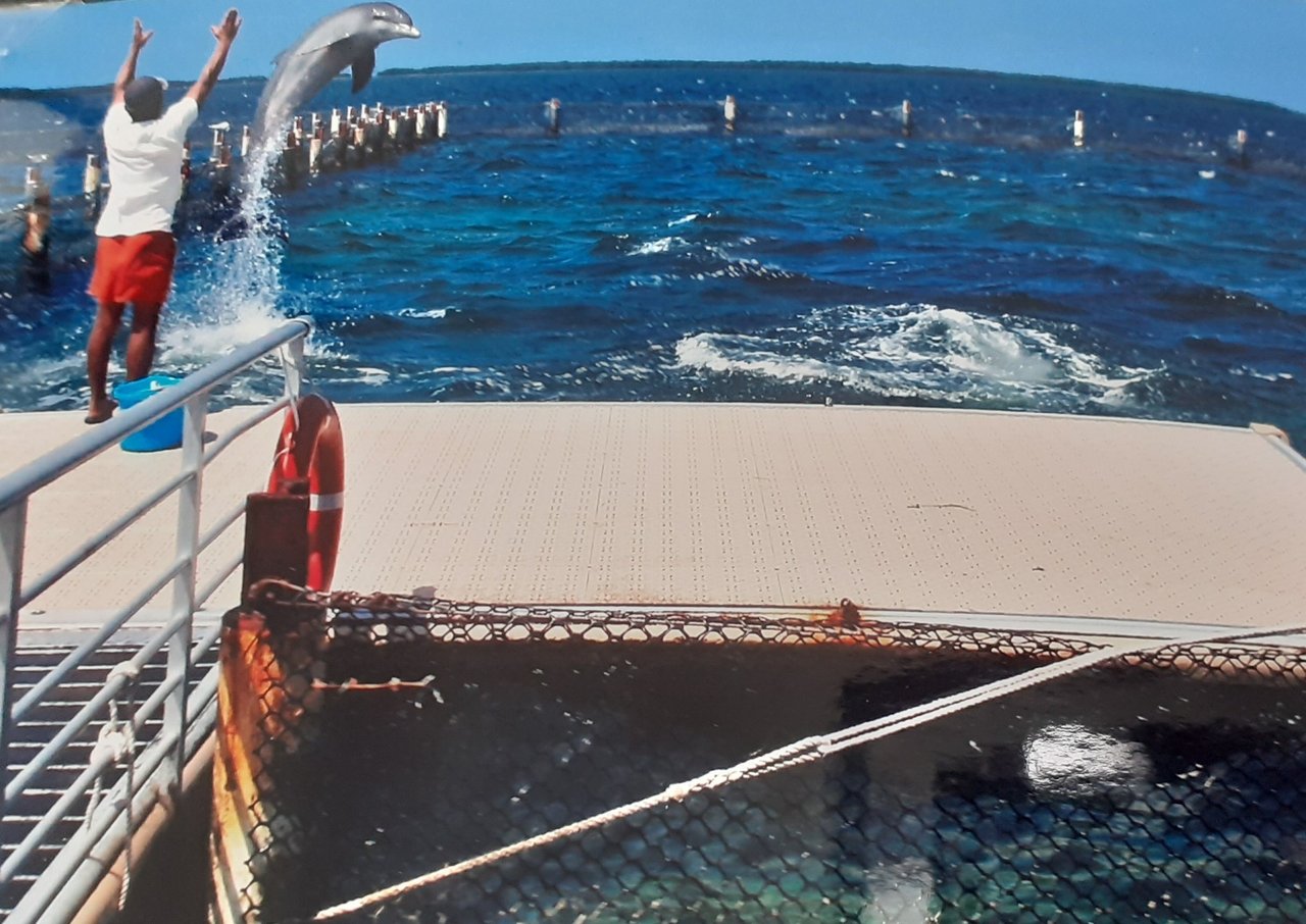 Mulher debruçada no braço de um barco, que está em alto mar, observando golfinhos que nadam ao lado da embarcação.