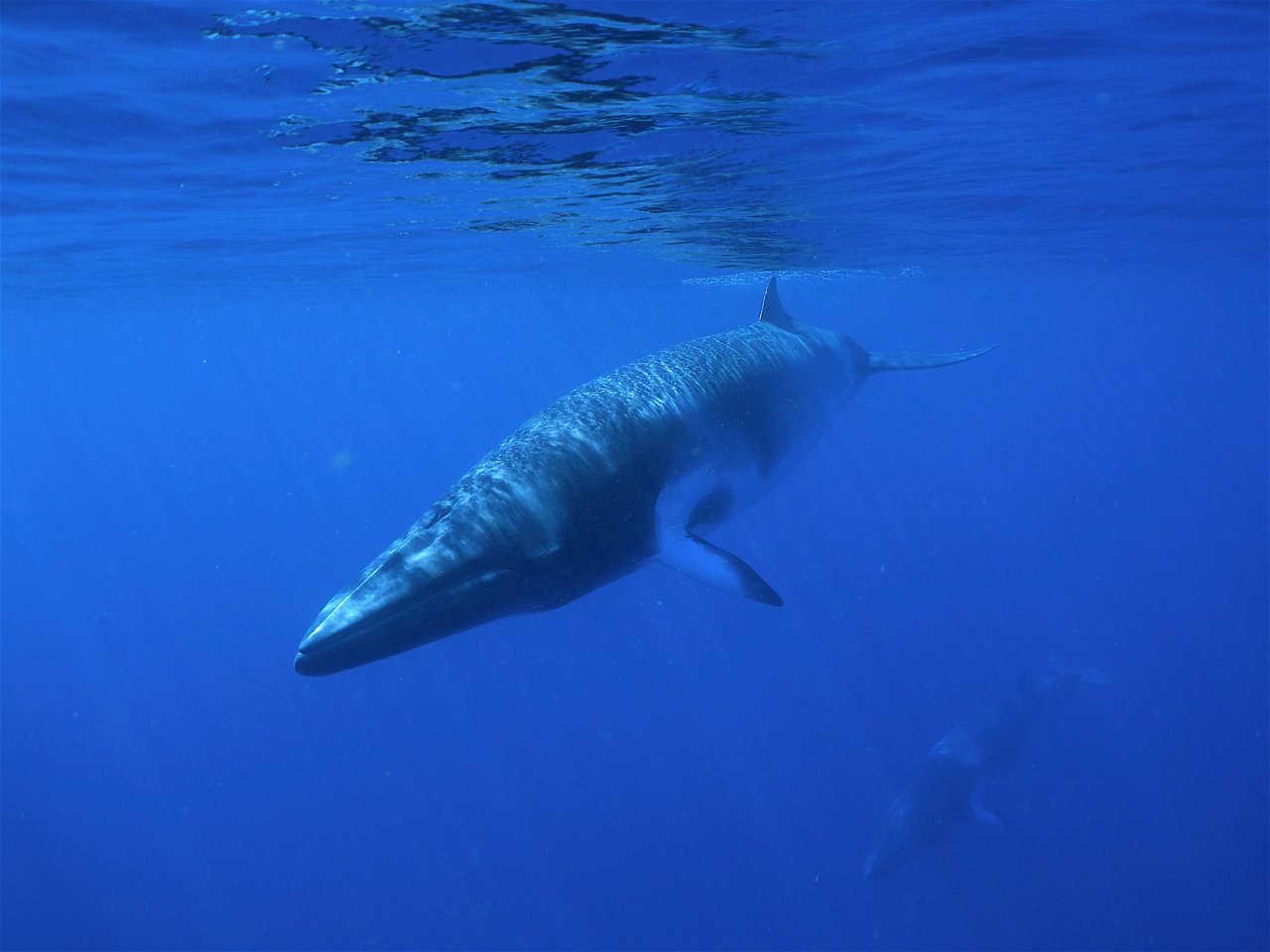 Dolphins underwater at Whale Heritage Site Tenerife La Gomera - Francis Pérez