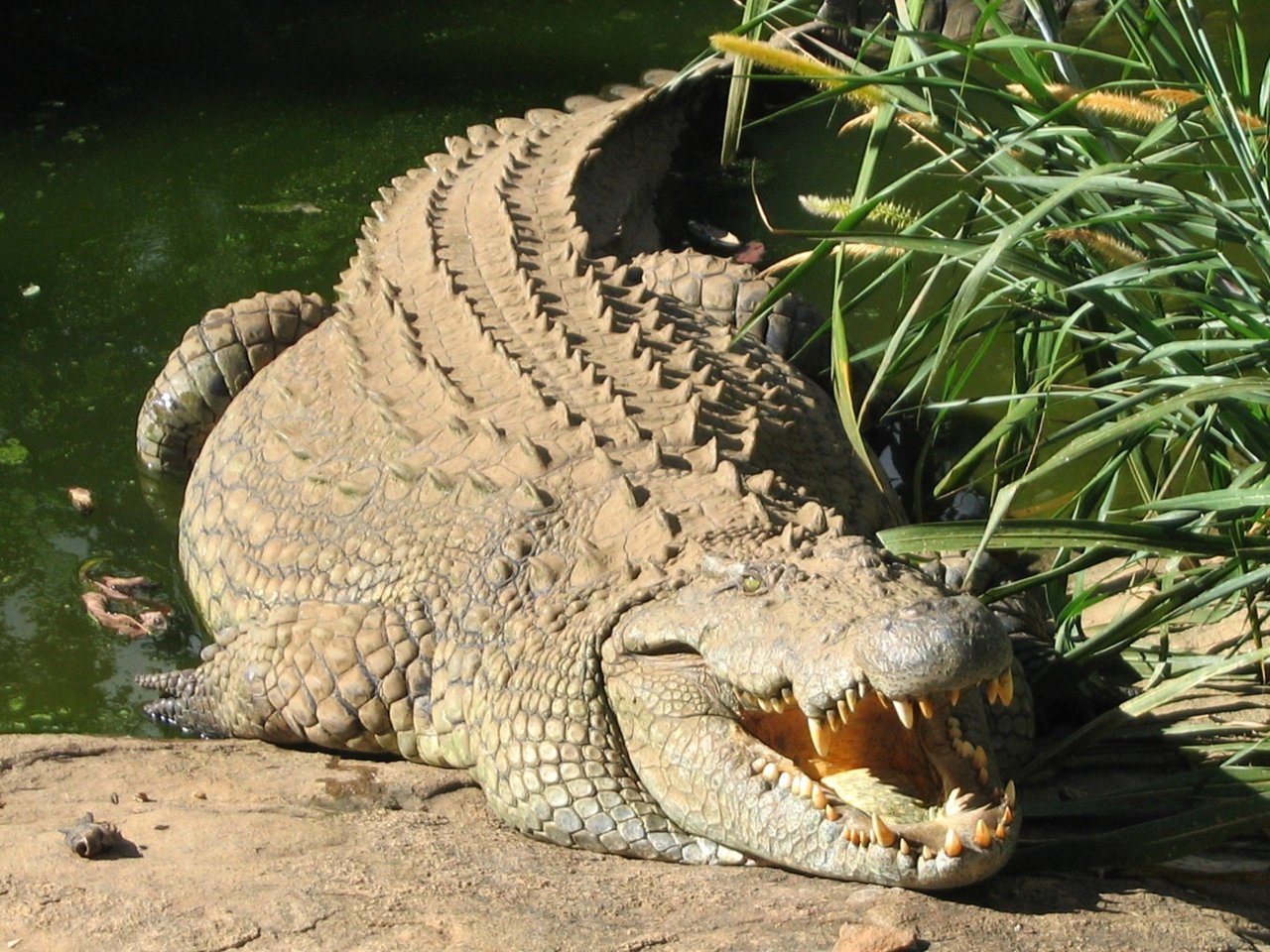 Een tas gemaakt van krokodillenleer