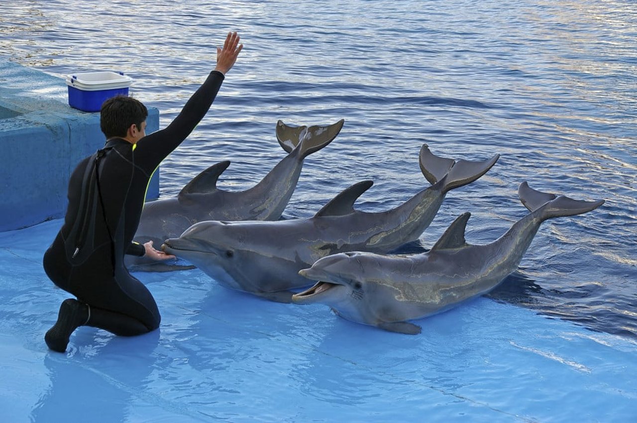 Dolfijnen in een dolfinarium