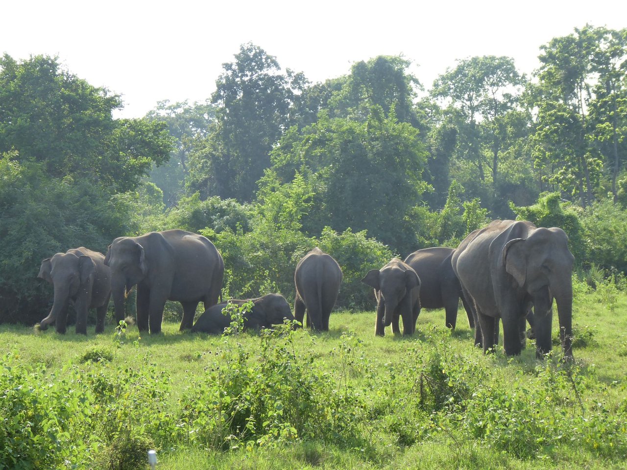 Wilde olifanten in Sri Lanka