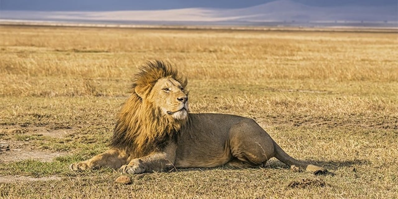 A wild lion resting in Ngorongoro Crater National Park, Tanzania. His eyes are closed and the wind is blowing through his mane.