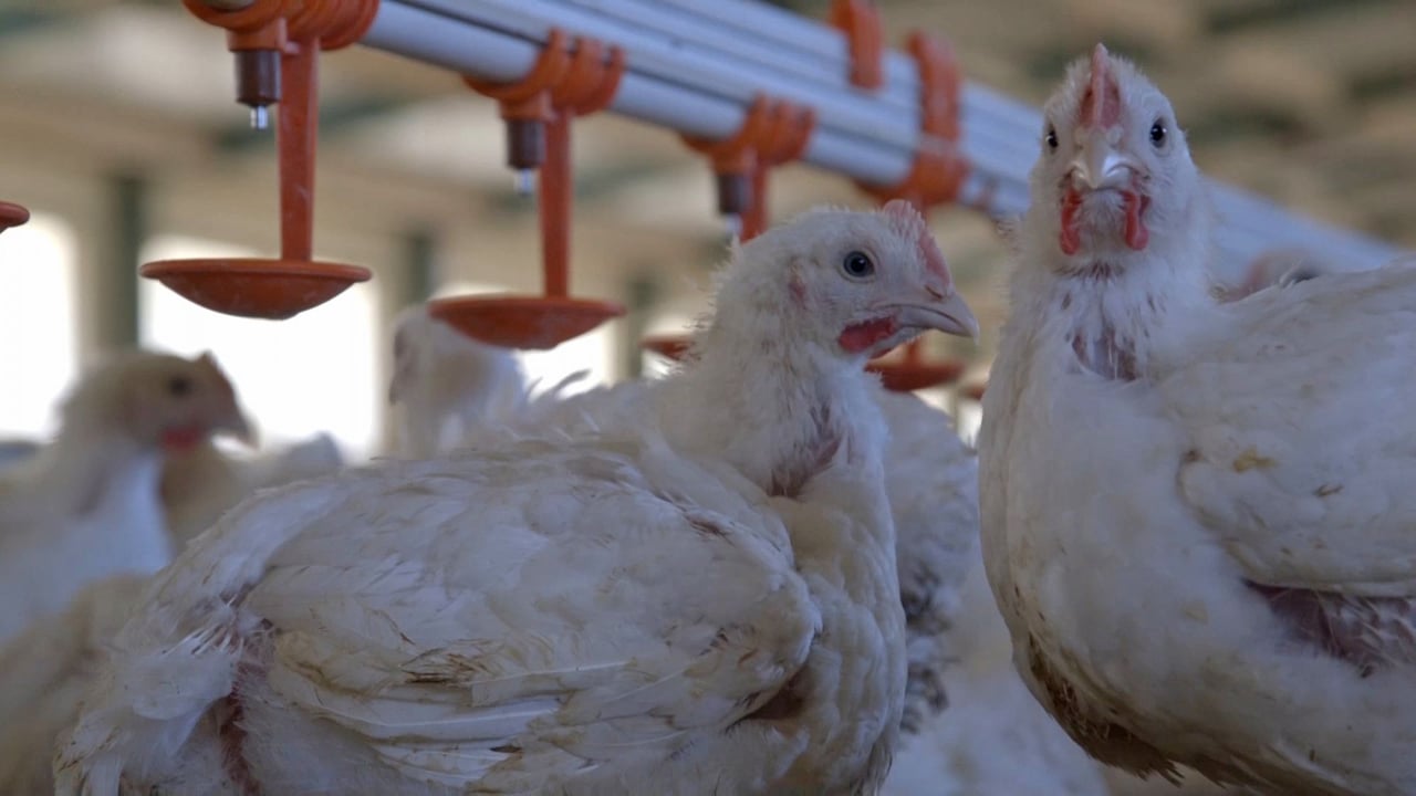 kippen, dierenwelzijn, eerlijke verzekeringswijzer, eerlijke geldwijzer, zorgverzekeraars