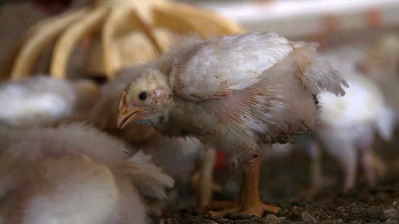 factory-farming-change