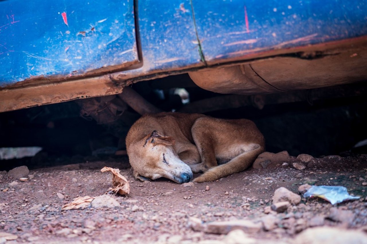 A community dog seeks shade under a car in Sierra Leone, where World Animal Protection