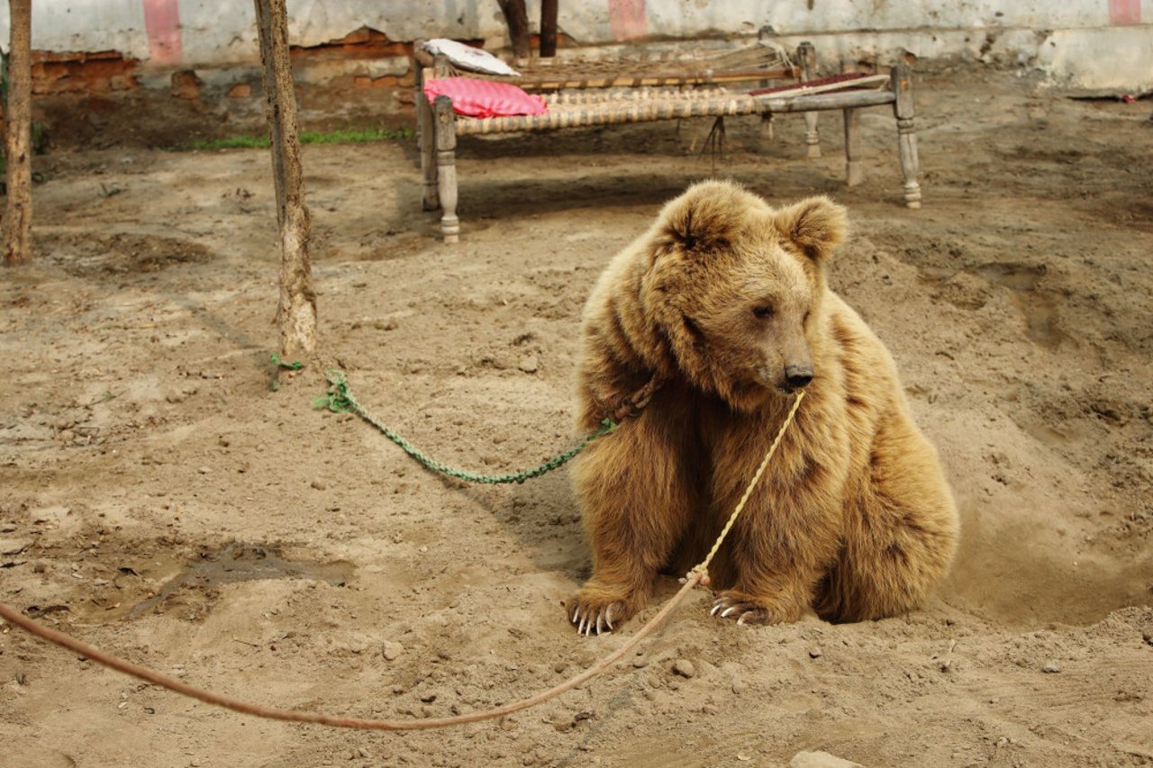 Pictured: Kainat the bear was used for bear baiting before her rescue.