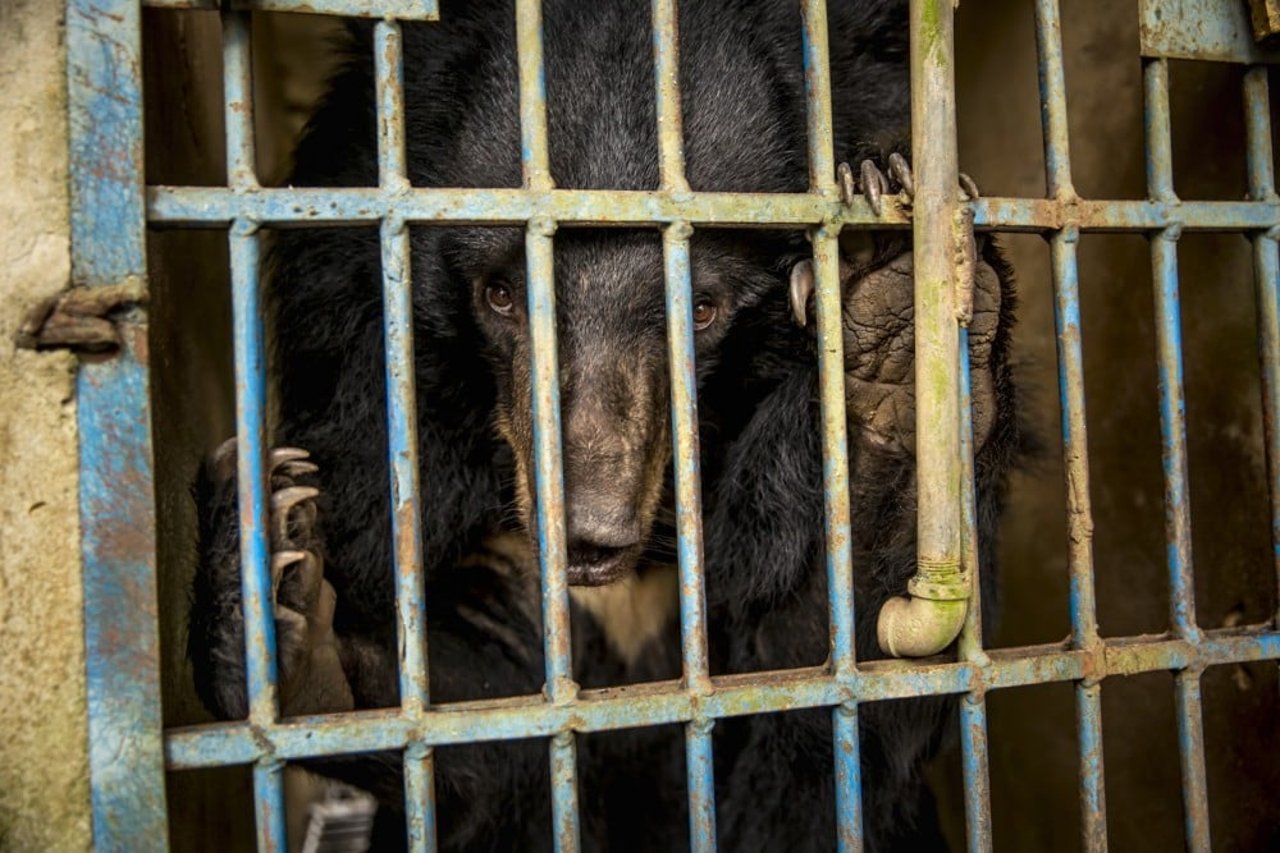 Pictured: A bear kept in a cage to fuel the bear bile industry.