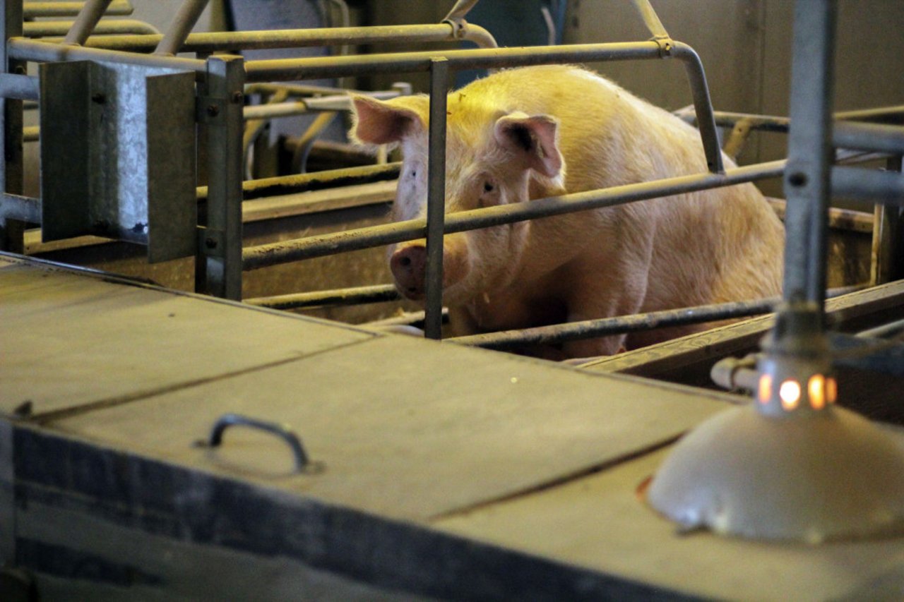 Pictured: A mother pig kept in a sow stall.