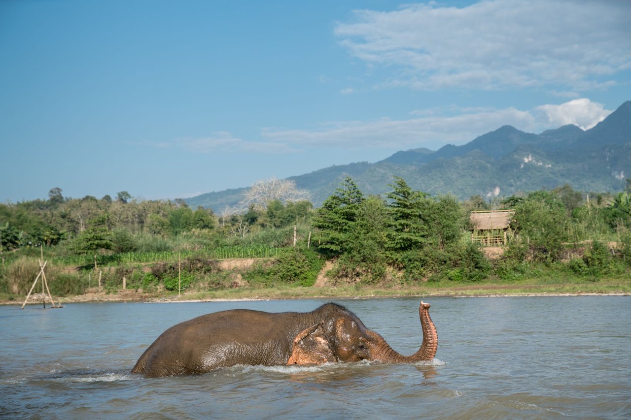 olifant in het water