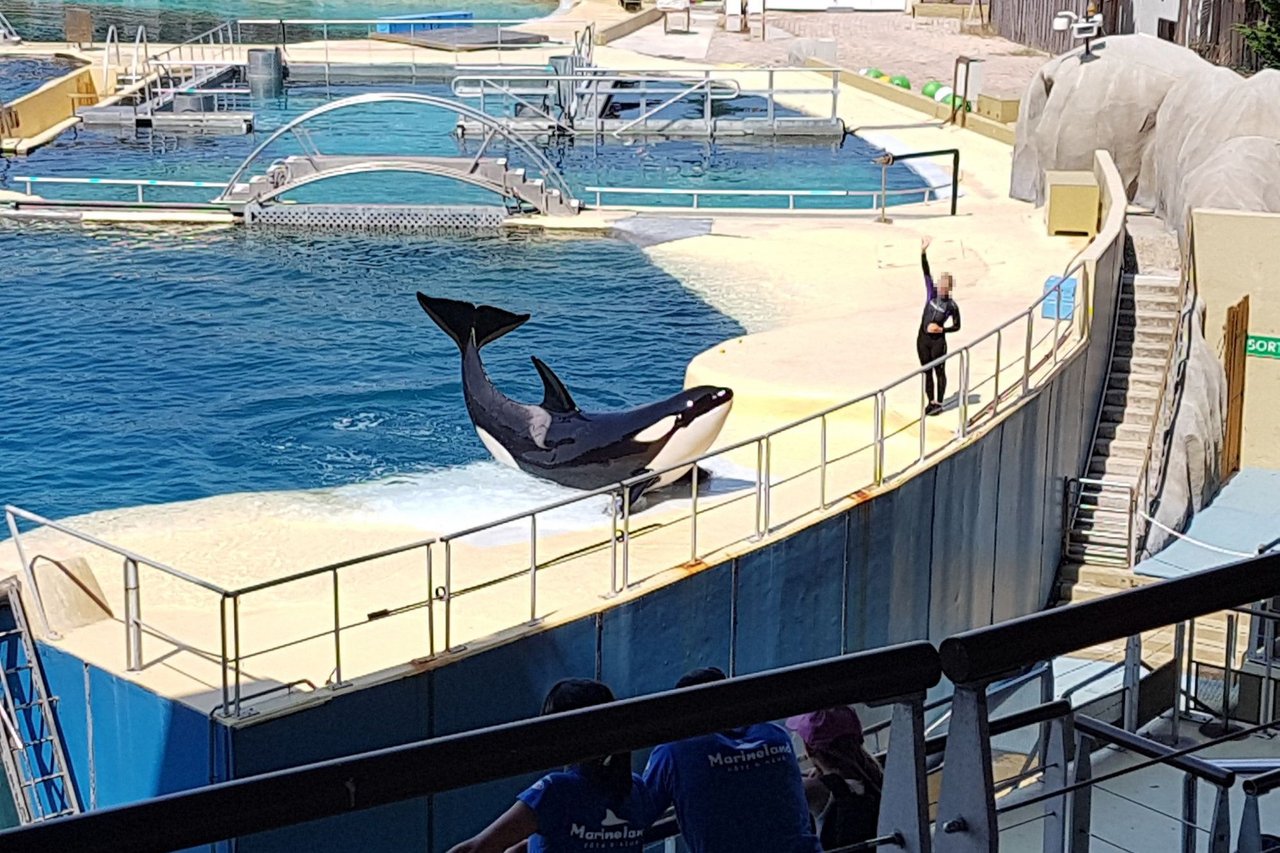 Orca in captivity