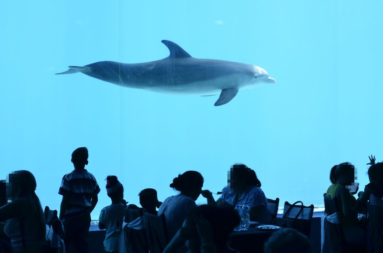 Dolphin and its calf swimming in the wild