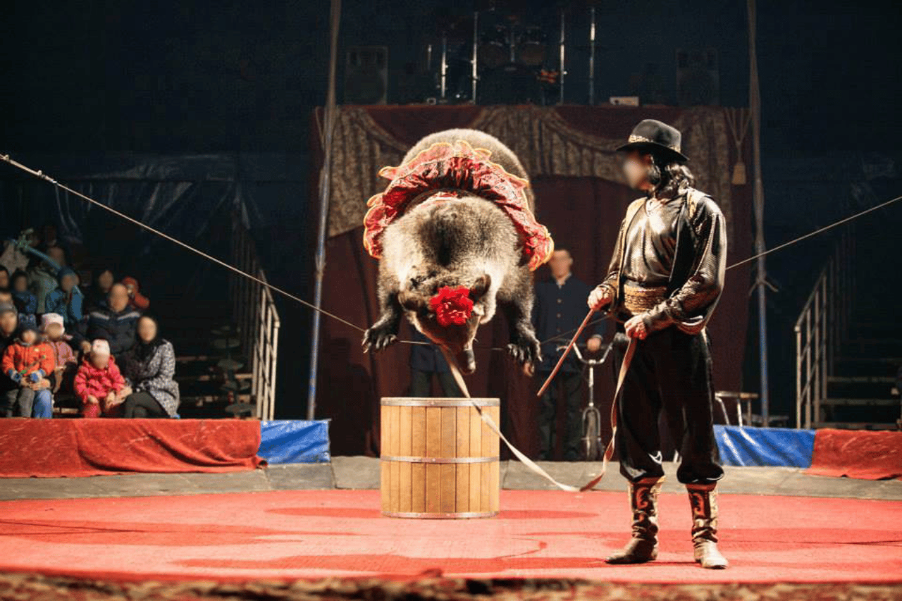 De beren werden gedwongen kunsten uit te voeren in een circus