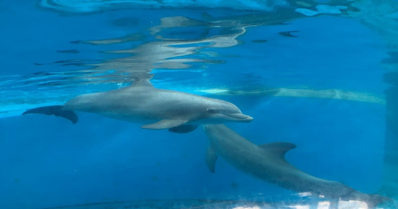 Wild dolphins in Algoa Bay, South Africa. Algoa Bay is a Whale Heritage Site.