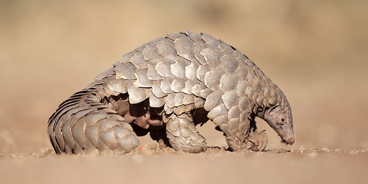 Pictured: Pangolin