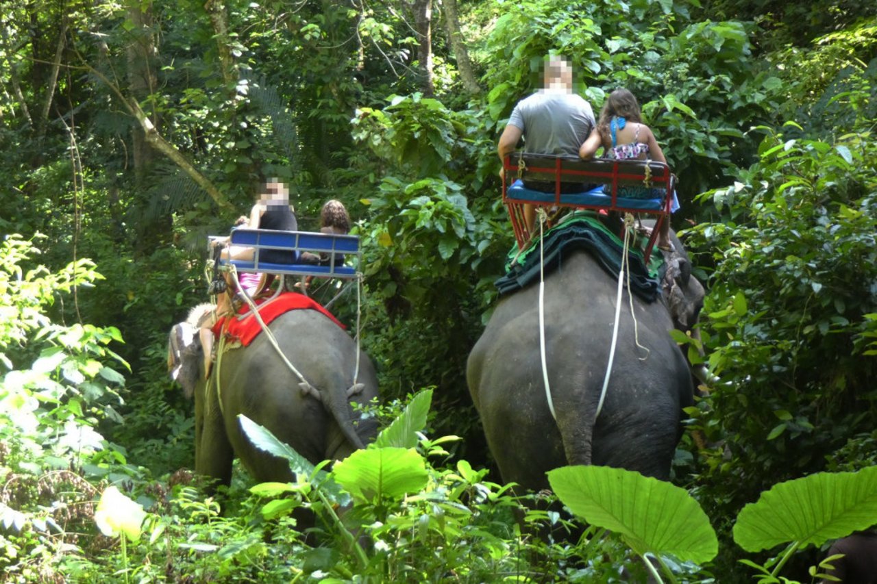 Elephant rides in Thailand