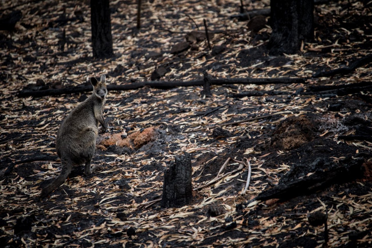 Kangoeroe in een afgebrand gebied