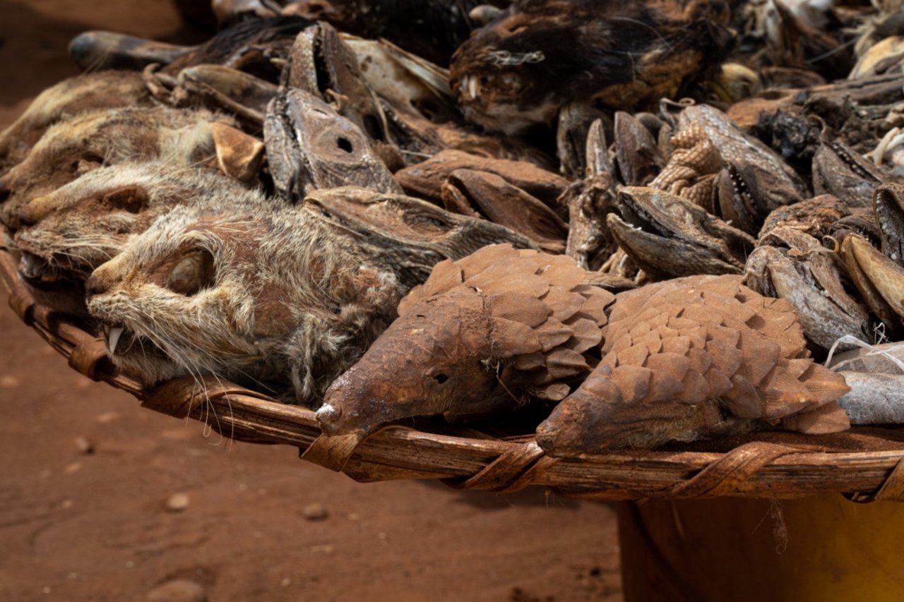 Wilde dieren verhandeld op een markt