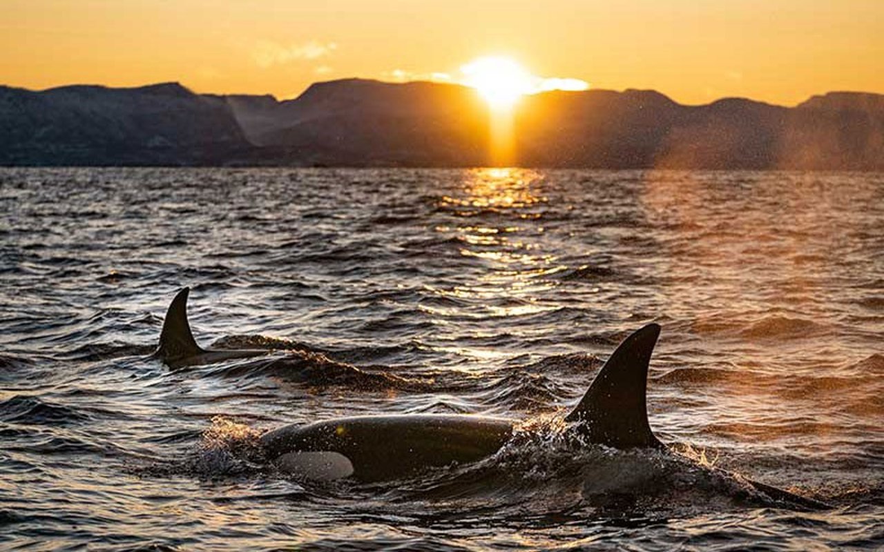 Orca in captivity