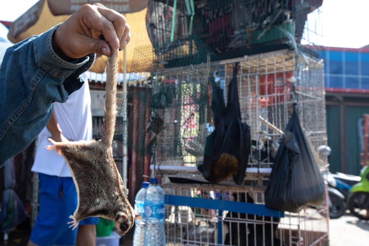 A sugar glider and bat at a market in Jakarta, Indonesia. Credit Line: World Animal Protection / Aaron Gekoski