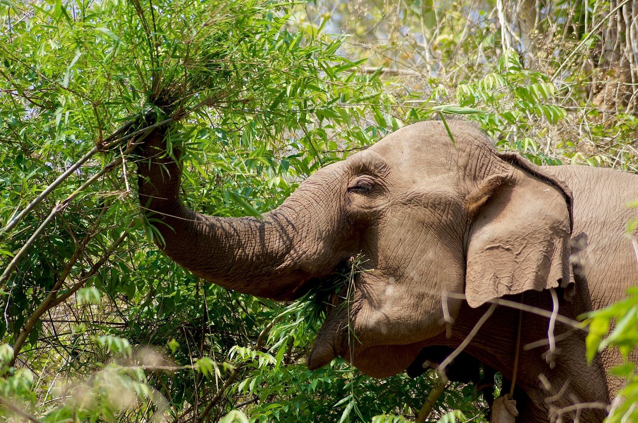 Olifant Dodo met mahout Sathin