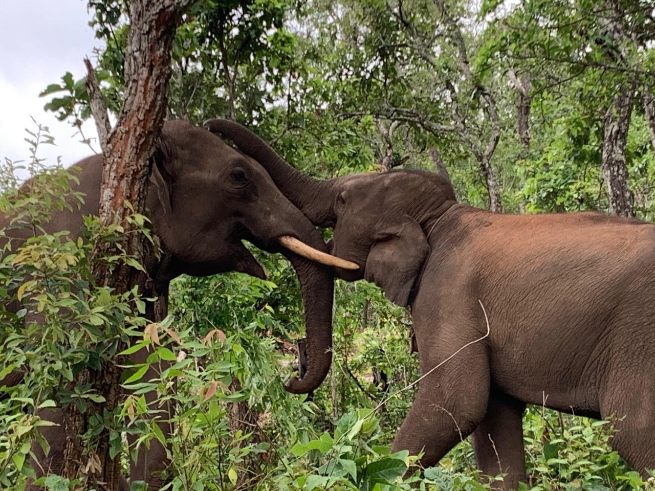 Olifant Dodo met mahout Sathin