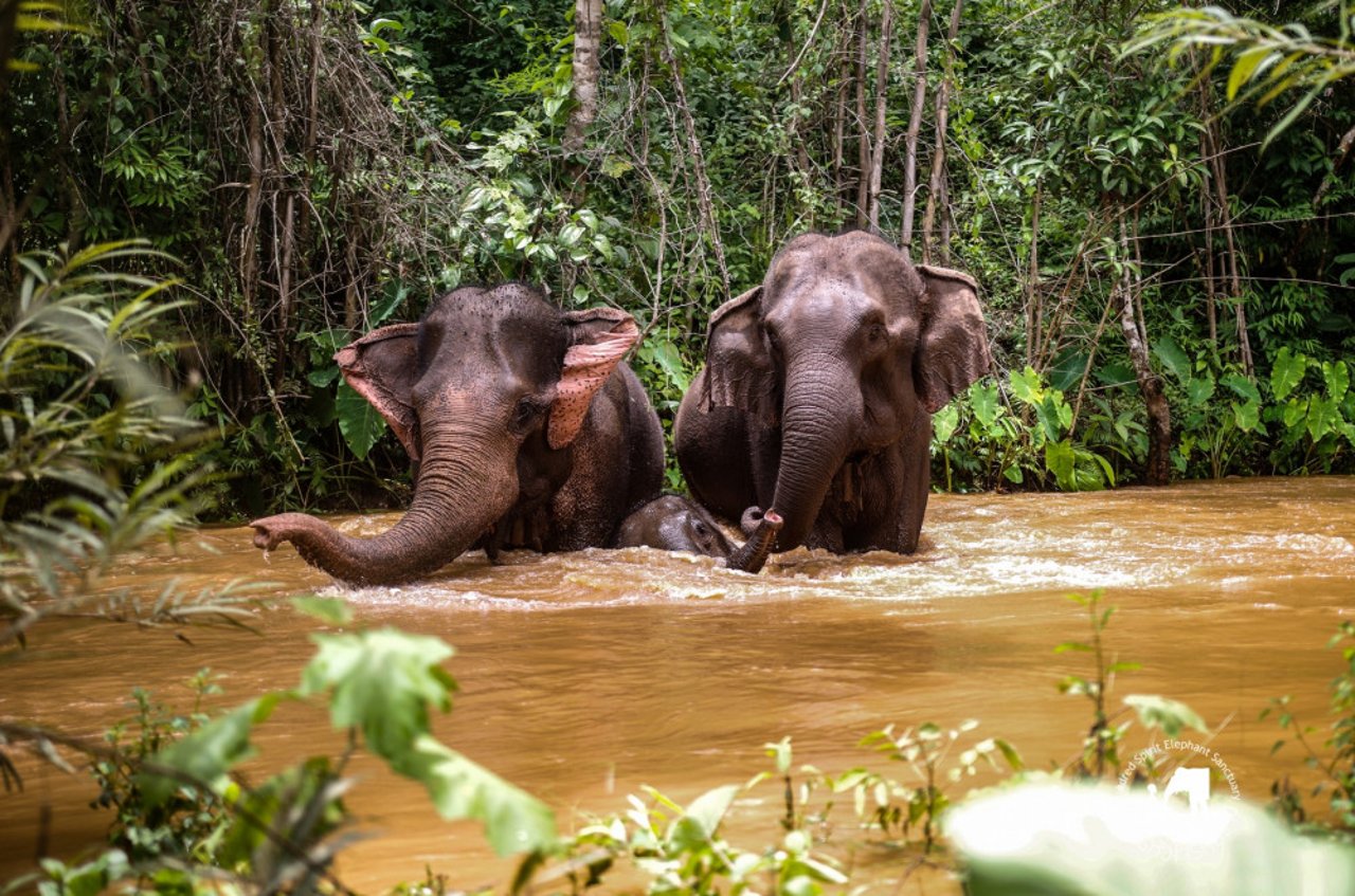 Olifanten in een olifantenopvang