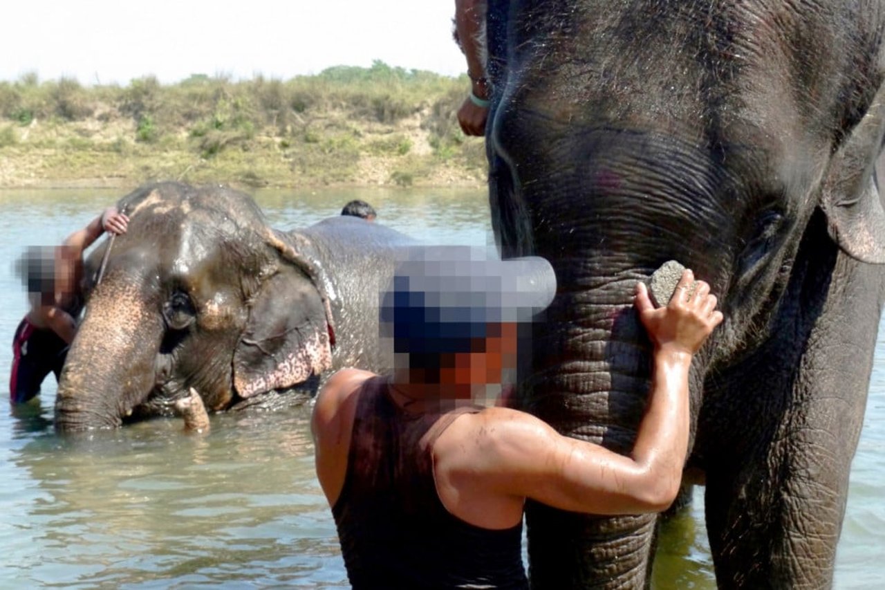 A man washes an elephant