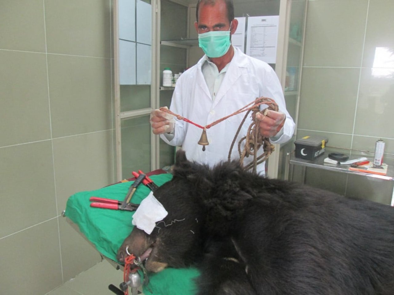 Den reddede bjørn Sobharo undersøges af Balkasar-reservatets dyrlæger