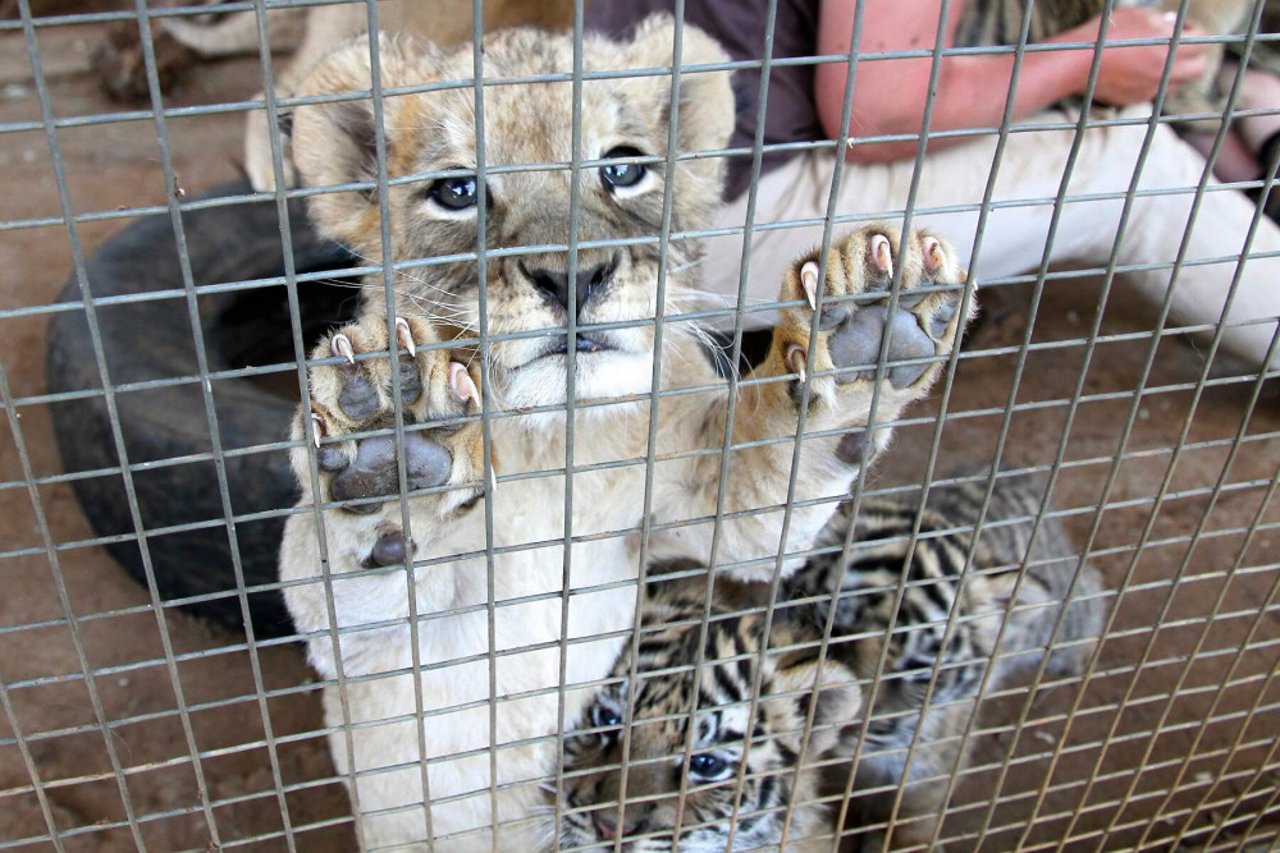 Lion cub in captivity