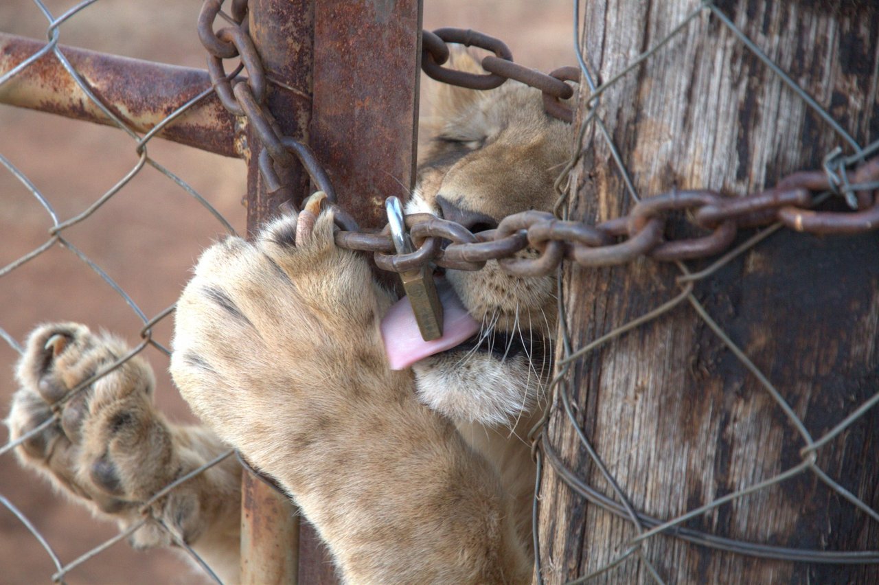 Het uitbuiten van leeuwen in gevangenschap moet stoppen.