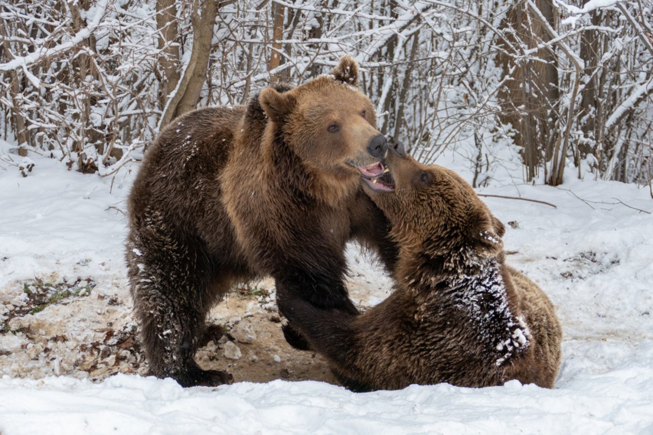 Beren spelen in de sneeuw