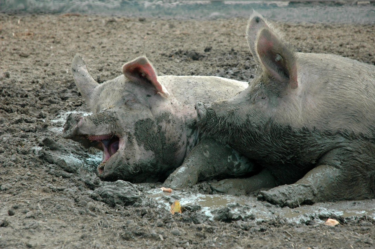 Two pigs laying in mud