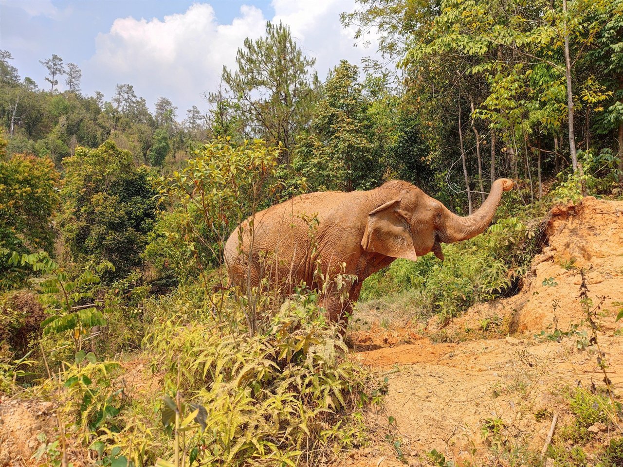 Olifant bij opvang ChangChill