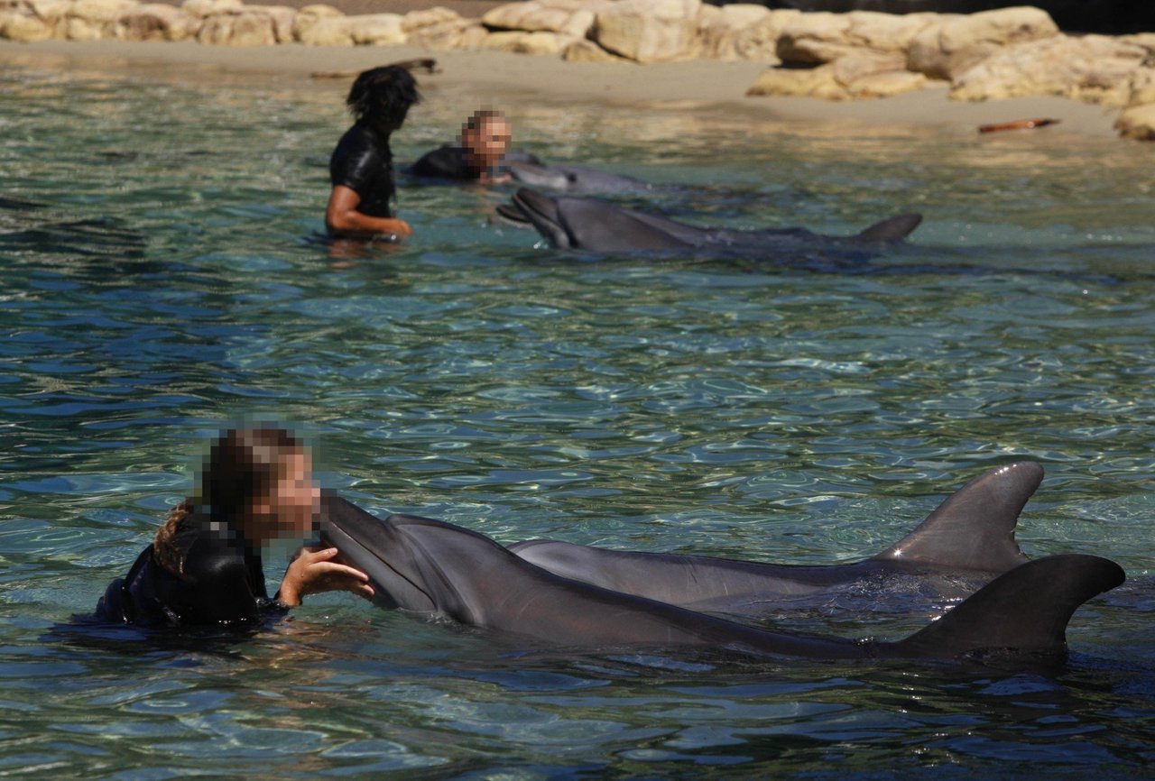 Wild dolphins in Algoa Bay, South Africa. Algoa Bay is a Whale Heritage Site.