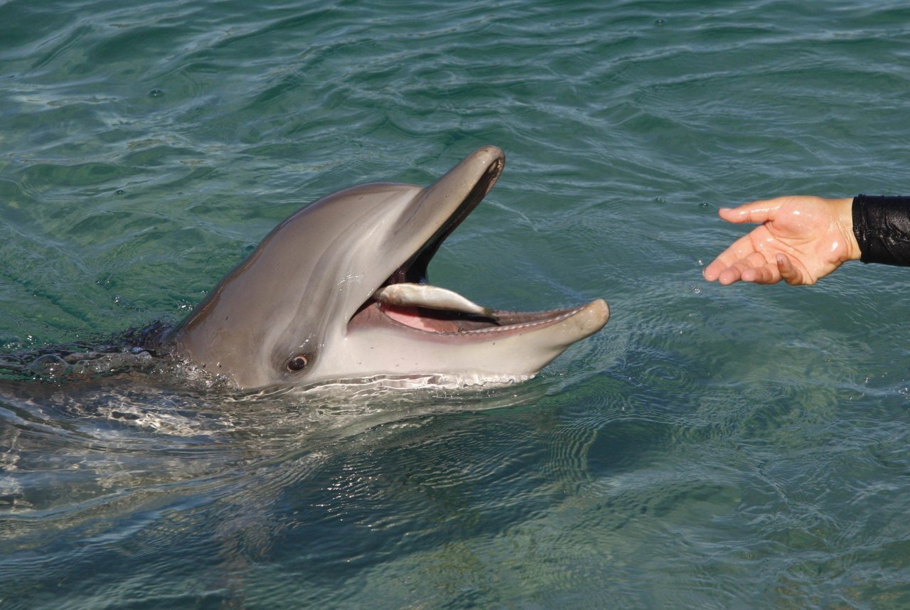 Wild dolphins in Algoa Bay, South Africa. Algoa Bay is a Whale Heritage Site.