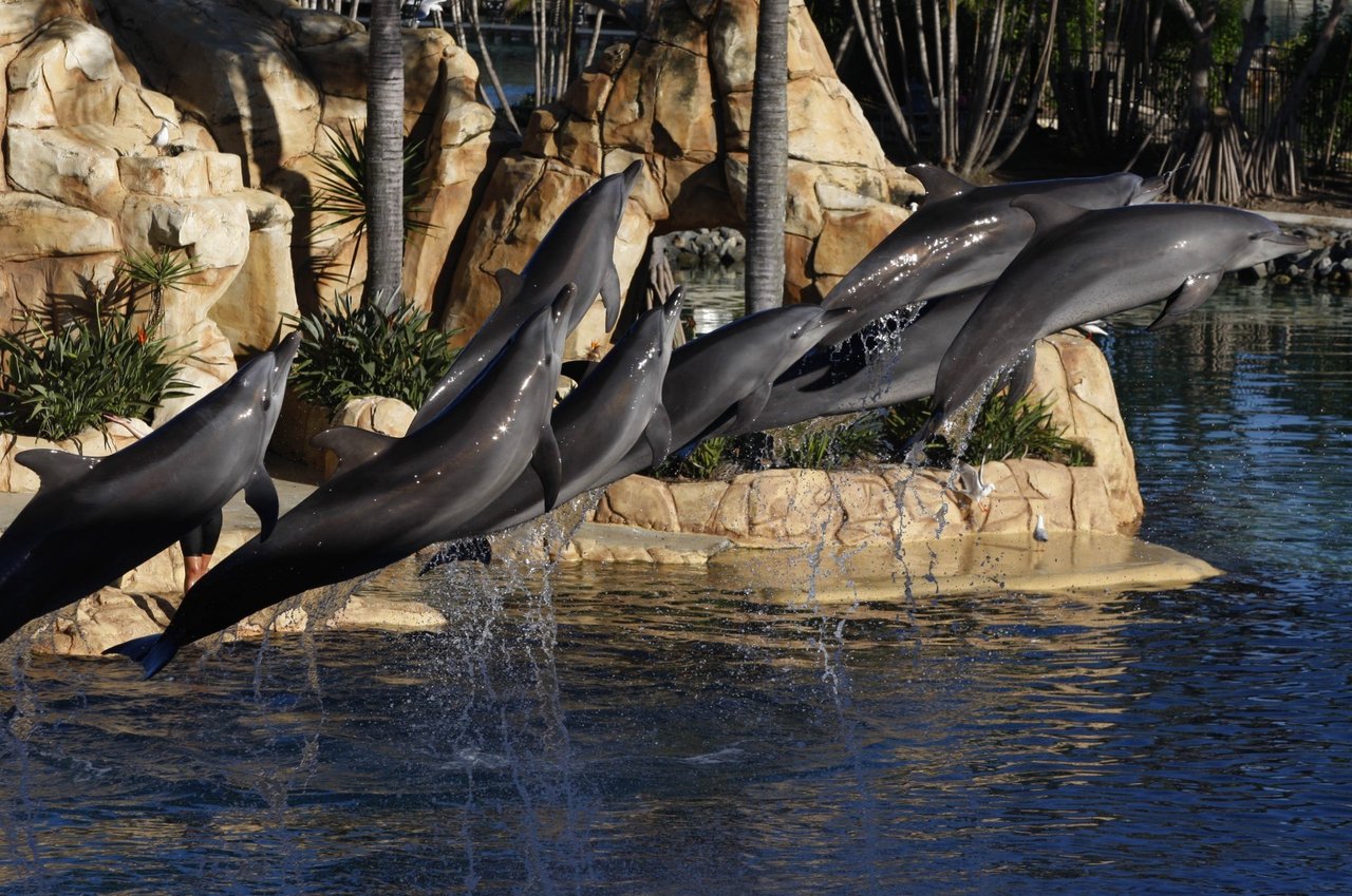 Wild dolphins in Algoa Bay, South Africa. Algoa Bay is a Whale Heritage Site.