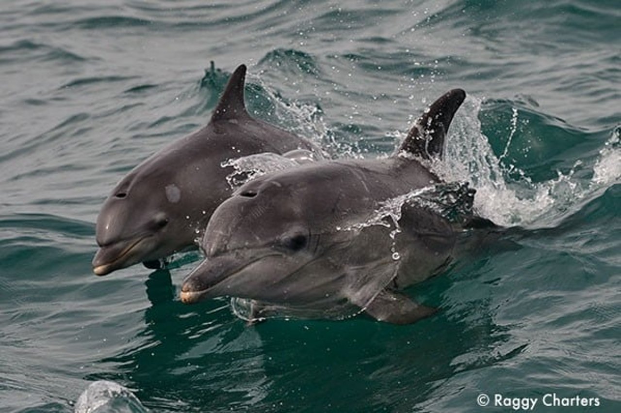 Wild dolphins in Algoa Bay, South Africa. Algoa Bay is a Whale Heritage Site.